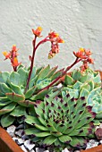 ECHEVERIA ELEGANS