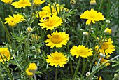 ANTHEMIS TINCTORIA KELWAYI