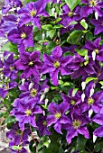 CLEMATIS WISLEY