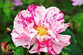 ROSA GALLICA VAR. OFFICINALIS VERSICOLOR