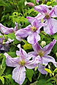 CLEMATIS VITICELLA EMILIA PLATER