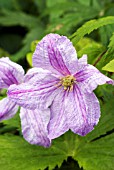 CLEMATIS VITICELLA EMILIA PLATER