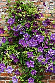 CLEMATIS PERLE DAZUR