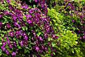 CLEMATIS VITICELLA ETOILE VIOLETTE GROWING THROUGH A HEDGE