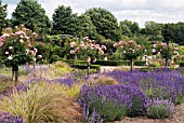 ROSES, LAVENDER AND GRASSES AT HELMSLEY WALLED GARDEN