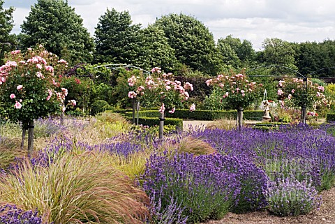 ROSES_LAVENDER_AND_GRASSES_AT_HELMSLEY_WALLED_GARDEN