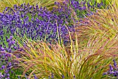 LAVENDER AND GRASSES