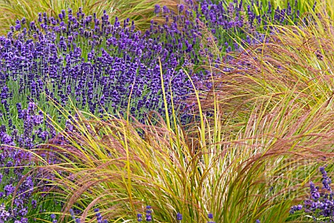 LAVENDER_AND_GRASSES
