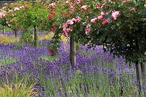 ROSES_AND_LAVENDER_IN_HELMSLEY_WALLED_GARDEN_NORTH_YORKSHIRE