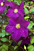 CLEMATIS VITICELLA POLISH SPIRIT