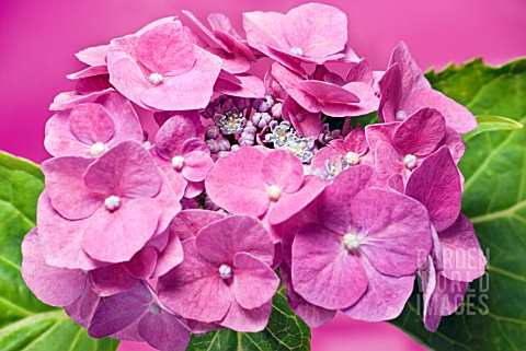 HYDRANGEA_MACROPHYLLA_BLAUMEISE