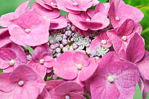 HYDRANGEA_MACROPHYLLA_BLAUMEISE