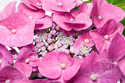 HYDRANGEA_MACROPHYLLA_BLAUMEISE