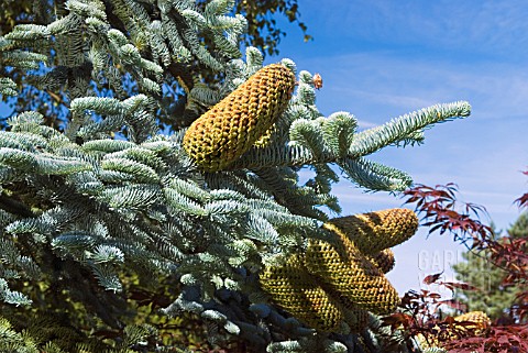 ABIES_PROCERA_GLAUCA