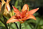 HEMEROCALLIS BOWL OF ROSES