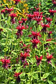 MONARDA GARDENVIEW SCARLET