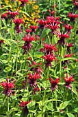 MONARDA GARDENVIEW SCARLET