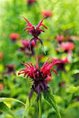 MONARDA GARDENVIEW SCARLET