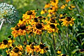 HELENIUM WAITRAUT