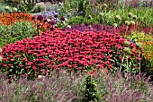 HERBACEOUS BORDER PLANTED WITH MONARDA CAMBRIDGE SCARLET, PENNISETUM RUBENS. HELENIUM WAITRAUT AND ALLIUMS. RHS HARLOW CARR