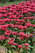 MONARDA CAMBRIDGE SCARLET