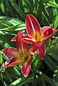 HEMEROCALLIS BUZZ BOMB