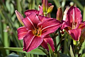 HEMEROCALLIS EENIE FANFARE