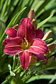 HEMEROCALLIS EENIE FANFARE