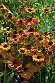 HELENIUM WAITRAUT