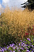 STIPA GIGANTEA UNDERPLANTED WITH GERANIUM ROZANNE GERWAT