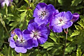 GERANIUM ROZANNE GERWAT