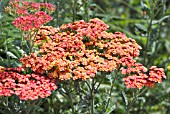 ACHILLEA MILLEFOLIUM PAPRIKA