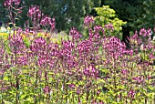 VERBENA HASTATA ROSEA