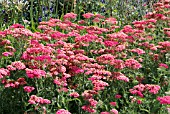 ACHILLEA FANAL