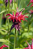 MONARDA GARDENVIEW SCARLET