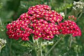 ACHILLEA FANAL