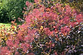 COTINUS COGGYRIA ROYAL PURPLE