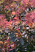 COTINUS COGGYRIA ROYAL PURPLE