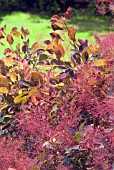 COTINUS COGGYRIA ROYAL PURPLE