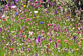 WILD FLOWER MEADOW