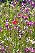 WILD FLOWER MEADOW