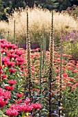 DIGITALIS FERRUGINEA IN BORDER WITH MONARDA CAMBRIDGE SCARLET AND ACHILLEA MILLEFOLIUM PAPRIKA