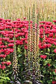 DIGITALIS FERRUGINEA IN BORDER WITH MONARDA CAMBRIDGE SCARLET