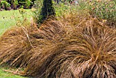 CAREX FLAGELLIFERA COCA COLA