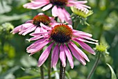 ECHINACEA PURPUREA RUBINSTERN