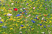 WILD FLOWER MEADOW IN MIDSUMMER