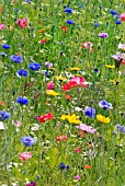 WILD FLOWER MEADOW IN MIDSUMMER