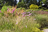 DIERAMA PULCHERRIMUM IN GRASS BORDER