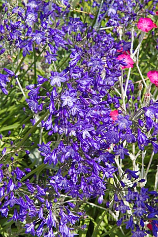 AGAPANTHUS_AFRICANUS