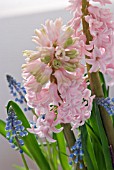 HYACINTHUS ORIENTALIS LADY DERBY AND MUSCARI ARMENIACUM